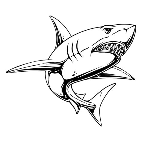 Shark Drawing