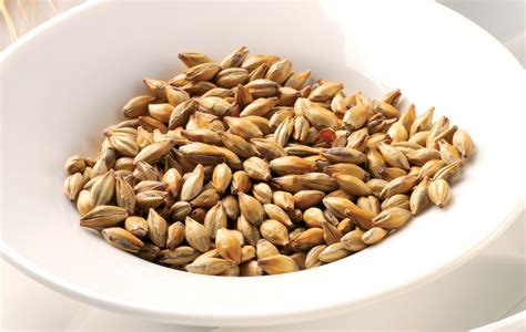 Brewing & Malting | Enzyme Innovation