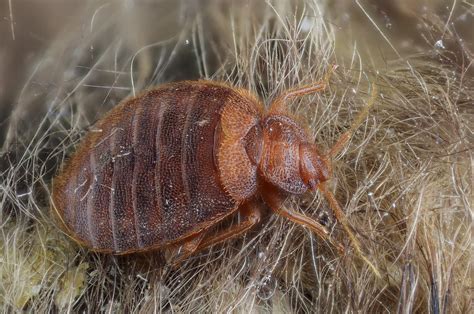 Can Bed Bugs Always Be Seen At Debra Kilpatrick Blog