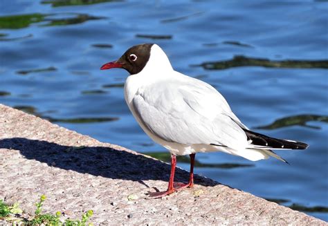 Black Headed Gull Finland Dave Telford Flickr