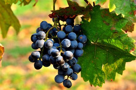 Viticultura In Romania Cele Mai Apreciate Soiuri De Struguri Farmbee