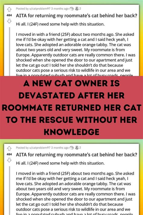 A New Cat Owner Is Devastated After Her Roommate Returned Her Cat To The Rescue Without Her