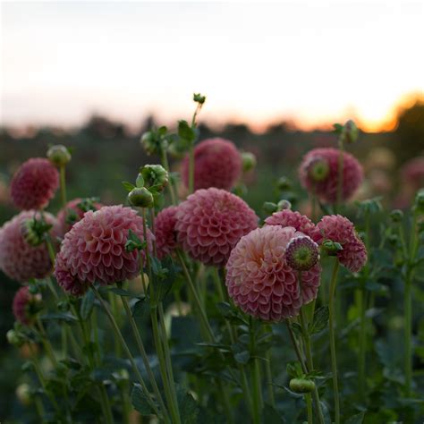 Dahlia Snoho Doris Floret Flowers