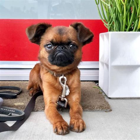 14 Adorable Brussels Griffon Dogs Griffon Dog Brussels Griffon