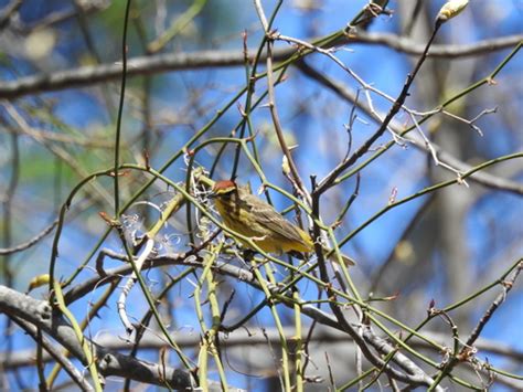 Palm Warbler Ewa Guide To The Birds Of The Fells Massachusetts Us