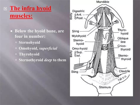 Anatomy Of Neck Triangles Ppt