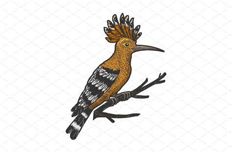 Hoopoe Vector