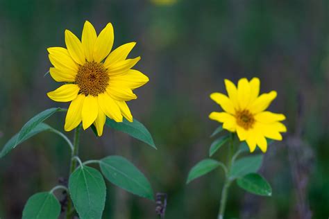 Girasol Flor Amarillo Foto Gratis En Pixabay Pixabay