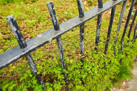 Black Iron Fence with Green Leaf of Shrub Tree Growing in Natural ...