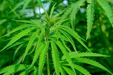 Industrial Hemp Cultivation - In India | Asia Farming