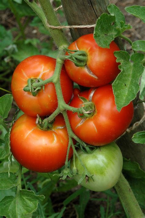 Obtention D Une Nouvelle Vari T De Tomate