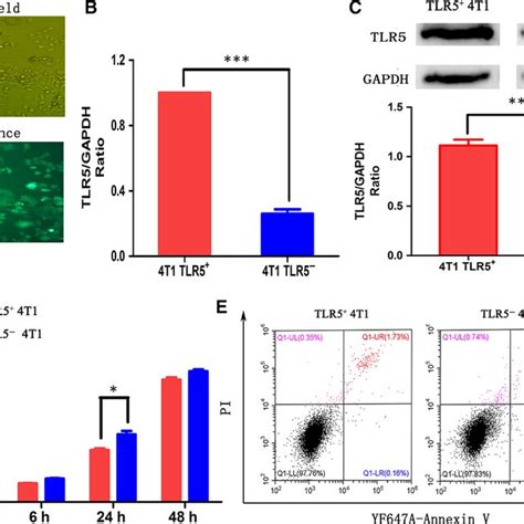 Tlr Knockdown Lentivirus Transfection In T Cell Lines And Effect On