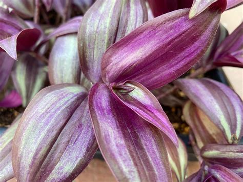 Purple Wandering Jew Tradescantia Zebrina Pendula Easy Grow - Etsy