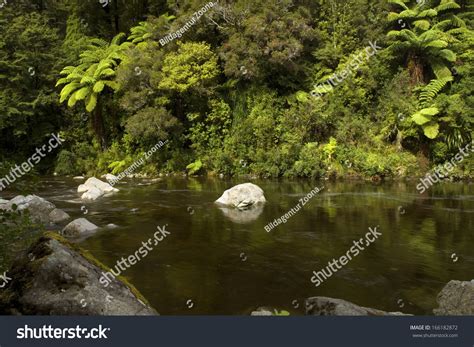 Hutt River Kaitoke Regional Park New Stock Photo 166182872 Shutterstock