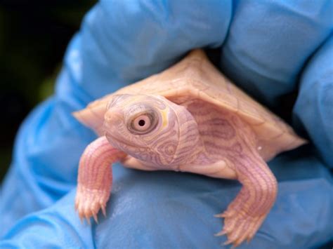 White Mississippi Map Turtles - Albino Turtles | Turtle Morphs