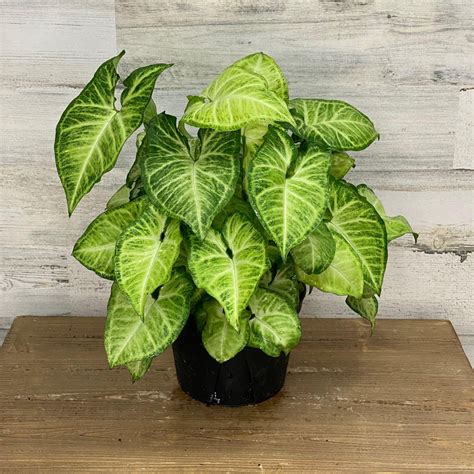 Arrowhead Houseplant