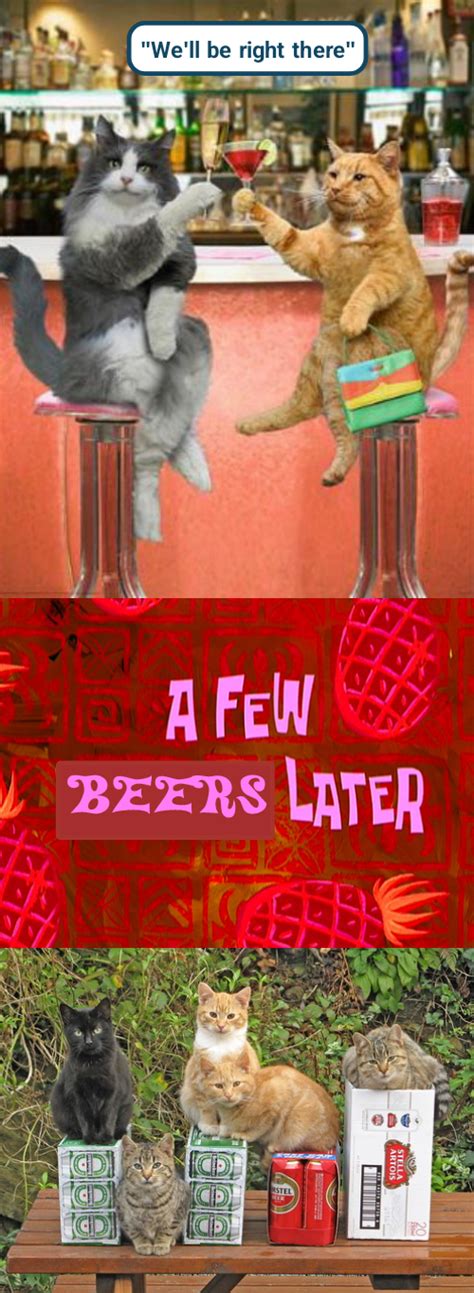 lolcats lol cat memes funny cats funny