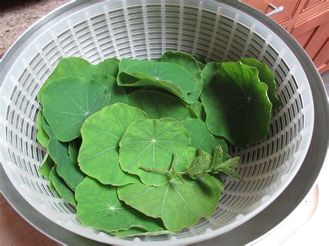 Recipe Nasturtium Pesto With Breadcrumbs And Mint Gardenerd