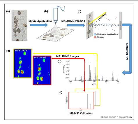 Figure 1 From Matrix Assisted Laser Desorption Ionization Mass Spectrometry Imaging Maldi Msi