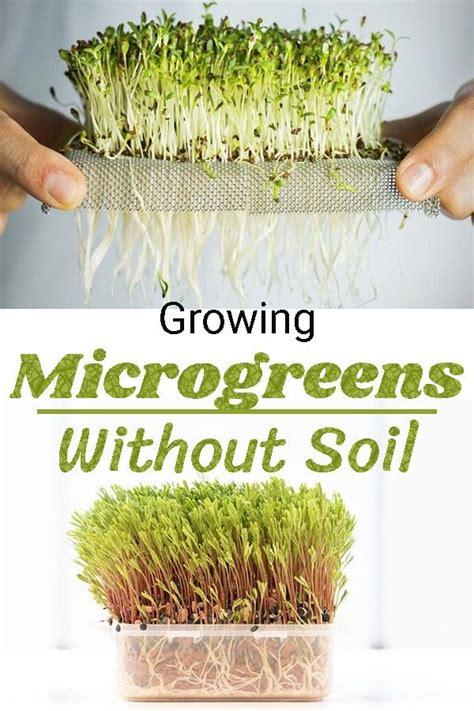 Growing Micro Greens Without Soil In 2024 Microgreens Garden