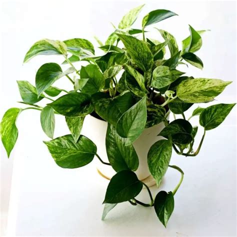 Marble Queen Pothos Epipremnum Aureum The Contented Plant