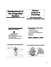 Urogenital System Sex Determination Pdf Development Of The Urogenital System The Primary