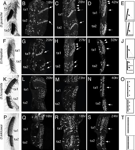 Morphogenesis Of Large Bs A E D Guanche F J D Rhopaloa Download Scientific