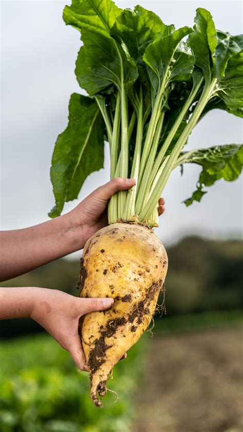 Our Best Selling Fodder Beet LG Seeds