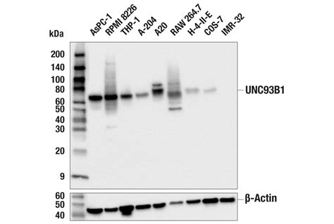 UNC93B1 E6C3E Rabbit MAb Cell Signaling Technology