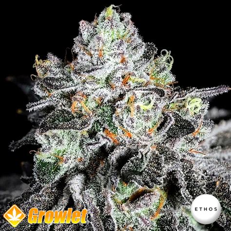 Wrank R2 By Ethos Genetics Feminized Seeds Growlet