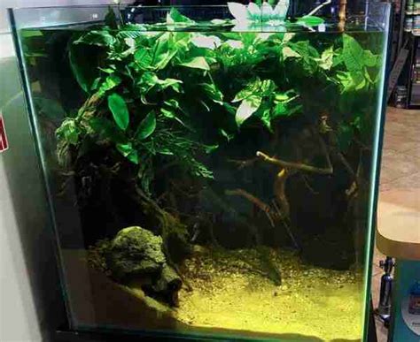 Aquascaping Basics For The Planted Tank Biotope One