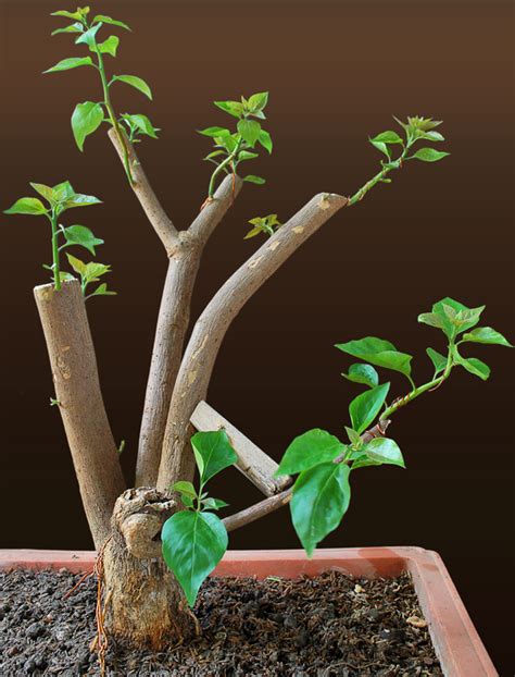 Bougainvillea Pre Bonsai 3 Progression Series Bonsai Adventure A