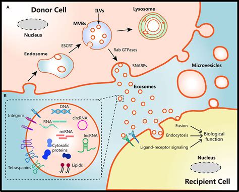 Schematic Diagram Of The Biological Features Of Evs A Biogenesis