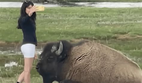 Watch Woman Approaches Bison For A Selfie In Yellowstone National Park