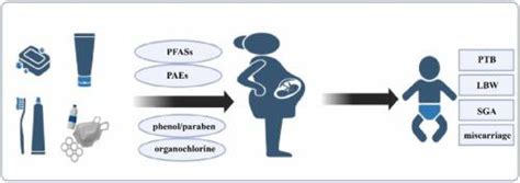 Influence Of Maternal Endocrine Disrupting Chemicals Exposure On