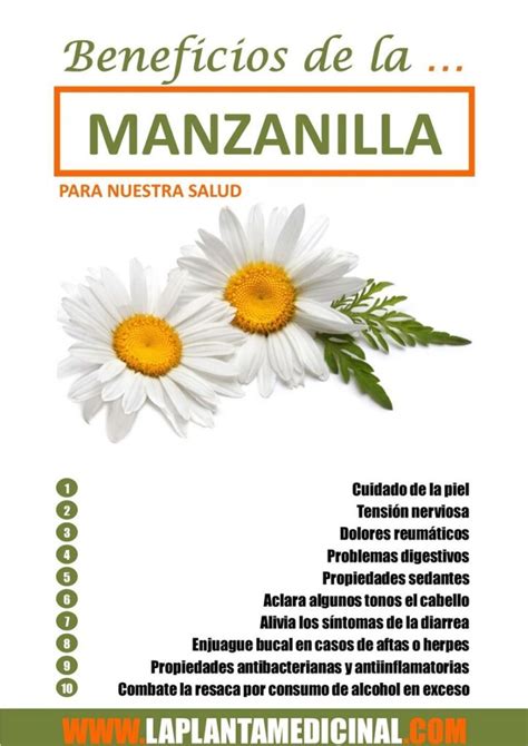 Propiedades Cuidados Y Propiedades De La Manzanilla Verdes