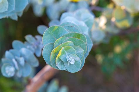 Eucalyptus Leaves: Fresh, Dried, Steeped Benefits