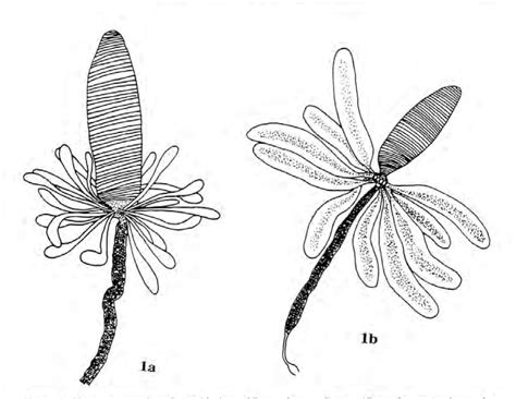 Figure From Comparativa Morphology Of The Venom Apparatus In Some