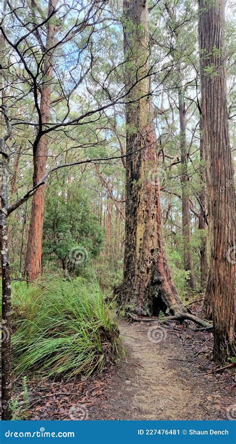 Track on the Hiking Trail at Cape Raoul Stock Image - Image of raoul, forest: 227476481