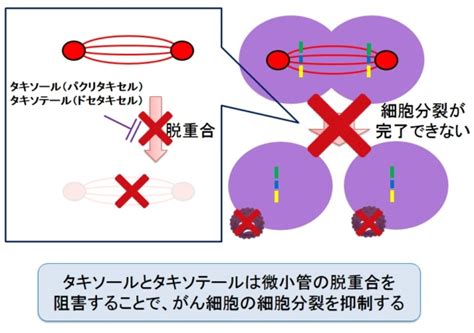 タキソールとタキソテールの作用機序と副作用【抗がん剤】 新薬情報オンライン