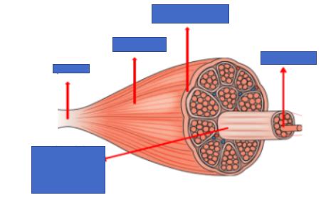 Macroscopische Bouw Van Skeletspier Diagram Quizlet