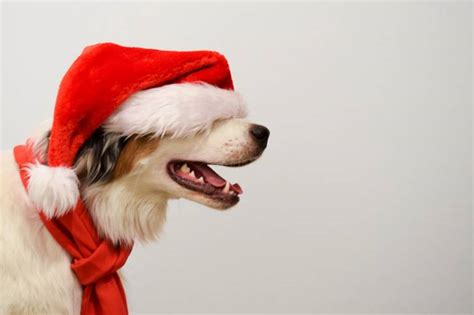Diapo Photos 20 Chiens Qui Fêtent Noël
