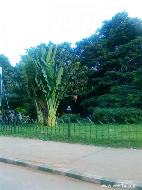 Evening scene at Vidhan Soudha Road in Bangalore | Veethi