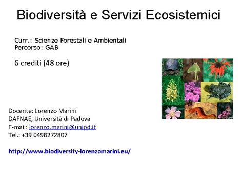 Biodiversit E Servizi Ecosistemici Curr Scienze Forestali E