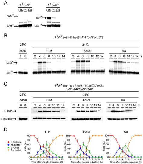 Assessment Of The MRNA And Protein Steady State Levels Of Cuf2 During