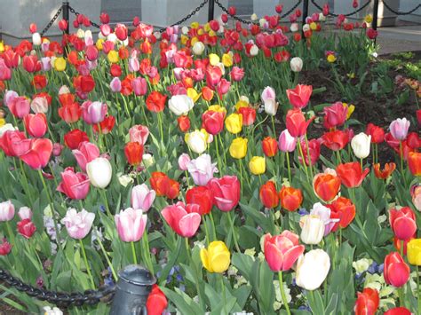 Naked Tulips The Life Literary