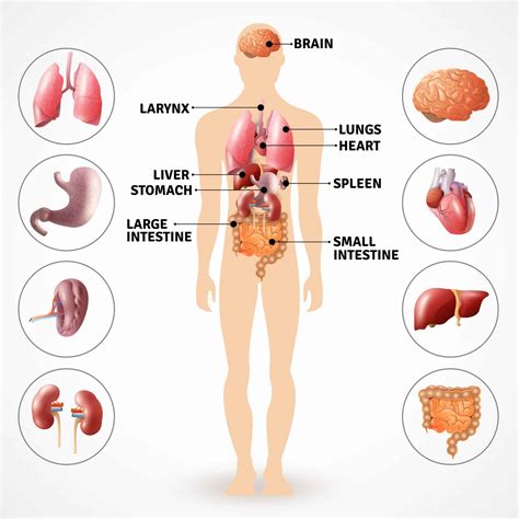 Anatomie Van Het Menselijk Lichaam Organen Afbeeldingen Foto Sexiz Pix