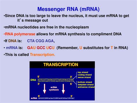 Ppt Chapter 10 Dna Rna And Protein Synthesis Powerpoint Presentation Id 3306795