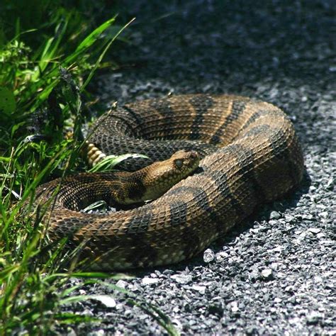 Eastern Timber Rattlesnake Nps B Kuhns Shenandoah National Park