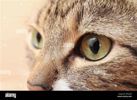 Closeup view of cute tabby cat with beautiful eyes on light background Stock Photo - Alamy